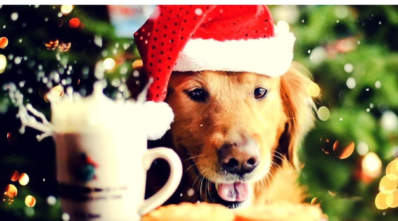 Christmas Goes To The Dogs - SirHoliday