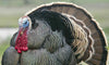 Where did the Turkey get its Name?
