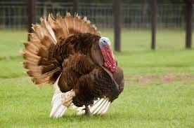 Thanksgiving - Interesting Turkey Facts - SirHoliday