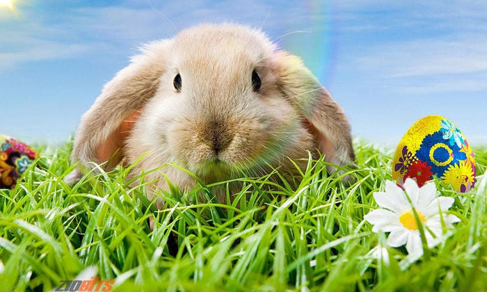 The Origins Of The Easter Bunny - SirHoliday