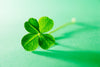 Why Four Leaf Clovers Are Lucky?