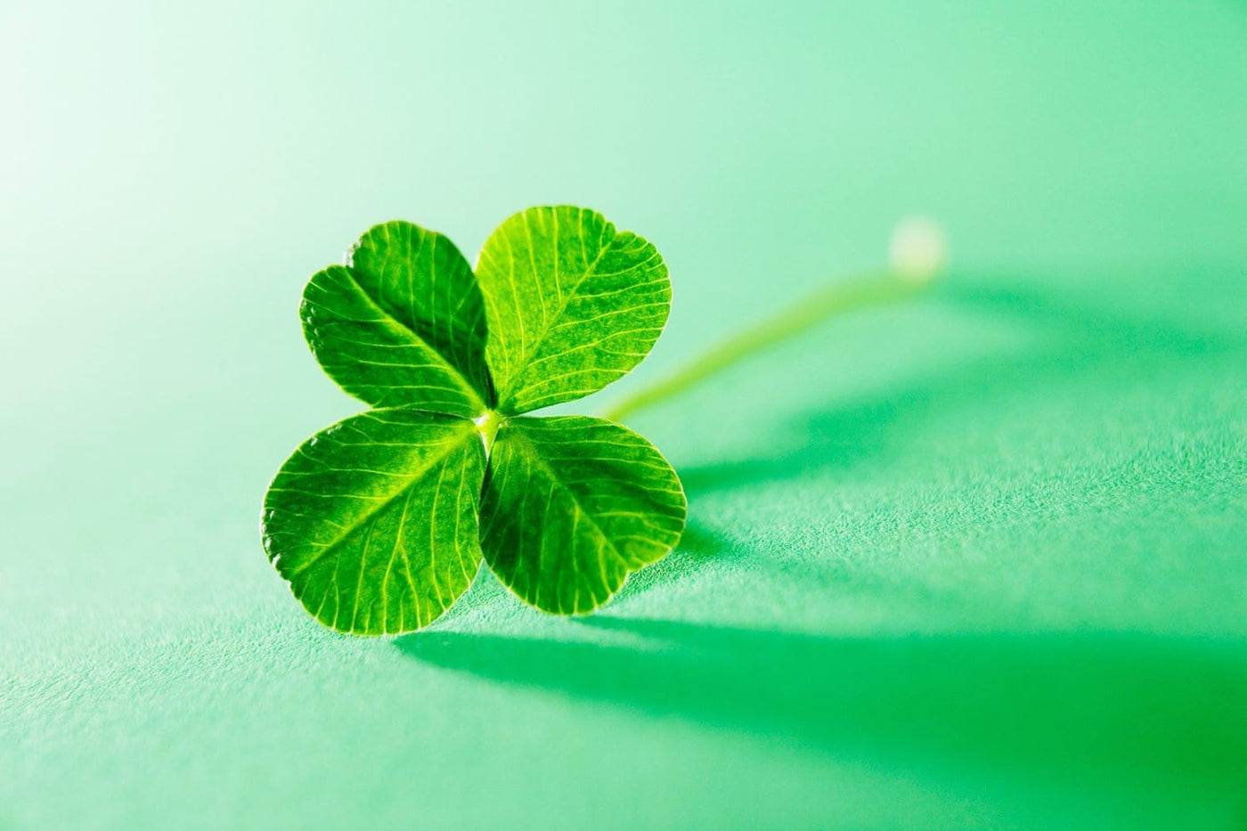 Four-leaf clover: Why are they considered a symbol of good luck?